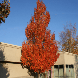 ACER r. 'Armstrong' or 'Bowhall'