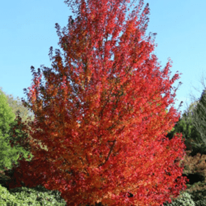 ACER rubrum 'Redpointe'