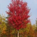 ACER x. freemani 'Autumn Blaze'