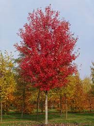 ACER x. freemani 'Autumn Blaze'