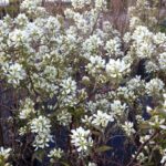 AMELANCHIER alnifolia 'Regent'