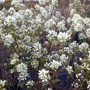 AMELANCHIER alnifolia 'Regent'