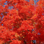 Acer Rubrum Red Maple Tree