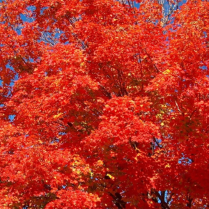 Acer Rubrum Red Maple Tree