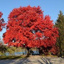 Acer Rubrum Red Maple 'October Glory' (Caliper: 3-3.5")
