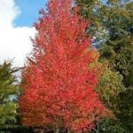 Acer × freemanii 'Armstrong'
