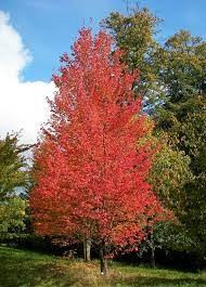 Acer × freemanii 'Armstrong'