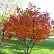 Amelanchier × grandiflora 'Autumn Brilliance'