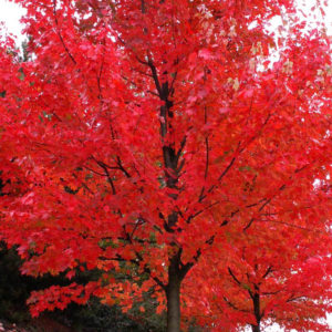 Autumn Blaze®