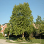 BETULA n. 'Heritage'