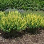 Baptisia 'Lemon Meringue'
