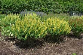 Baptisia 'Lemon Meringue'