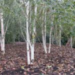 Betula jacquemontii