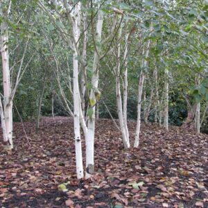 Betula jacquemontii