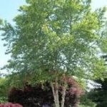 Betula nigra 'HERITAGE'