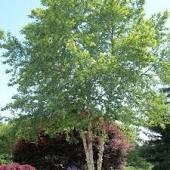 Betula nigra 'HERITAGE'