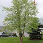 Betula nigra 'Little King' FOX VALLEY