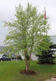 Betula nigra 'Little King' FOX VALLEY