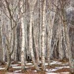 Betula platyphylla 'Parkland Pillar'