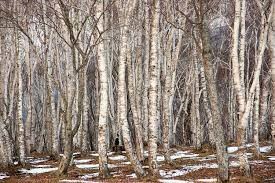 Betula platyphylla 'Parkland Pillar'
