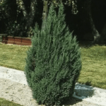 Blue Point Juniper