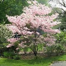 CORNUS x. 'Stellar Pink'