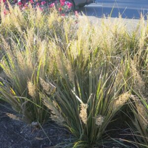 Calamagrostis Brachytricha Foxtail Grass 'Korean Feather Reed Grass' (Size: #2)