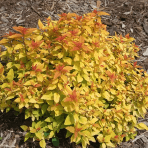 Candy Corn Spirea