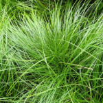 Carex pensylvanica
