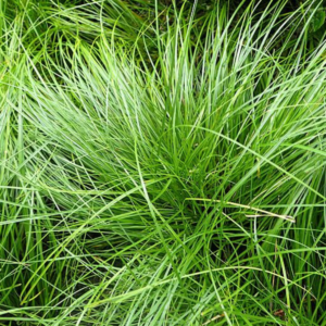 Carex pensylvanica