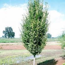 Carpinus betulus 'Fastigiata'