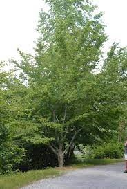 Carpinus caroliniana