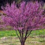 Cercis canadensis f. alba 'Royal White'