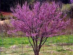 Cercis canadensis f. alba 'Royal White'