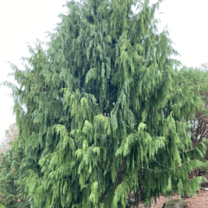 Chamaecyparis Nootkatensis 'glauca Pendula' Blue