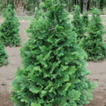 Chamaecyparis Obtusa Gracilis