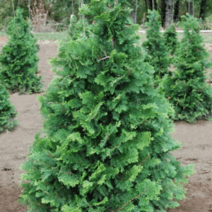 Chamaecyparis Obtusa Gracilis