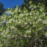 Chionanthus virginicus