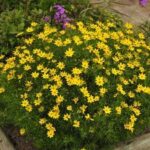 Coreopsis verticillata 'Zagreb'