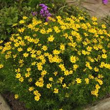 Coreopsis verticillata 'Zagreb'