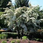 Cornus kousa 'Milky Way'