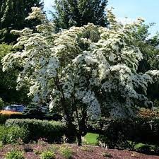 Cornus kousa 'Milky Way'