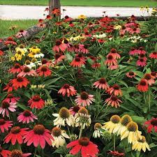 Echinacea 'Cheyenne Spirit'