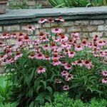 Echinacea purpurea 'Magnus'