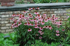 Echinacea purpurea 'Magnus'