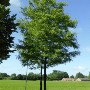 GLEDITSIA t.i. 'Shademaster'