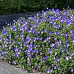 Geranium 'Gerwat' ROZANNE