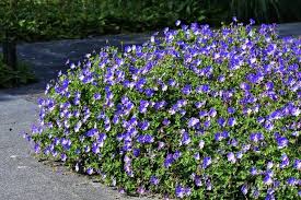 Geranium 'Gerwat' ROZANNE