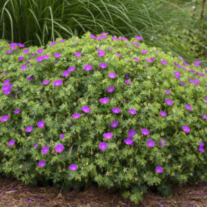 Geranium sanguineum