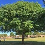 Gleditsia triacanthos 'Shademaster'